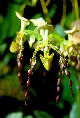 Paphiopedilum parishii